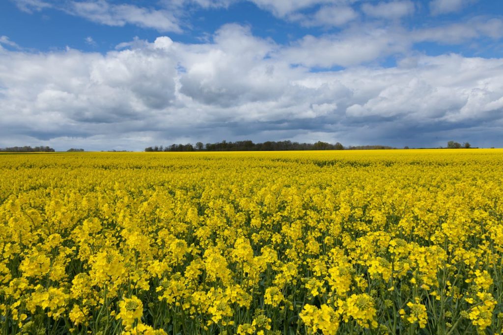 pexels photo 15071013.jpeg